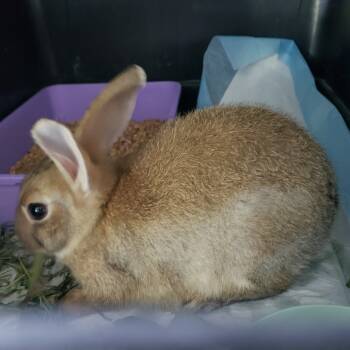 Rescue American Rabbits for Adoption in Mondovi, Wisconsin - NEL Bunny 03 Cala Lily | PetCurious