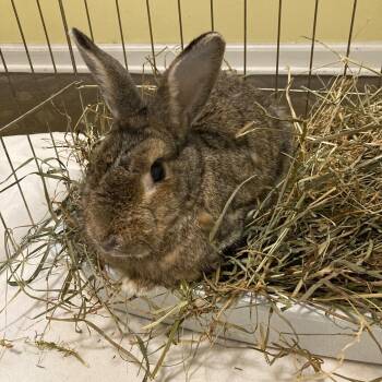 Maple -  Bunny Rabbit Rabbit for Adoption in Grand Rapids, Michigan - Maple | PetCurious