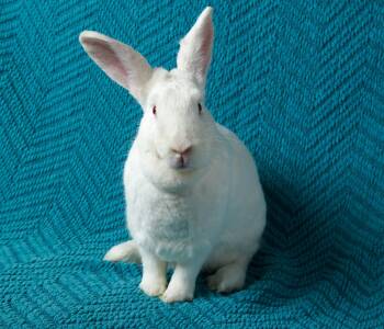 New Zealand Rabbits Available for Adoption in Ankeny, Iowa - Valerie | PetCurious