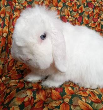 Beau -  Mini Lop Rabbit for Adoption in Goleta, California - Beau | PetCurious