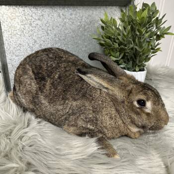 Rescue American Rabbits for Adoption in Columbia, South Carolina - Thumper | PetCurious