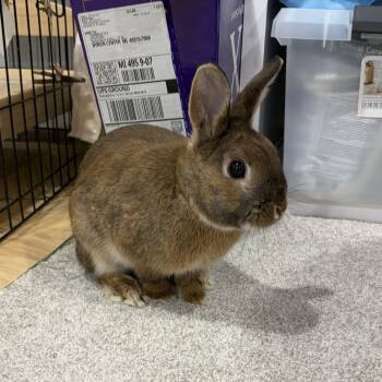 Peter -  Dwarf Rabbit Available for Adoption in Grand Rapids, Michigan - Peter | PetCurious