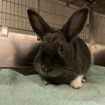 Thumper: I