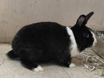 Rescue Dutch Rabbits for Adoption in Cincinnati, Ohio - Midnight | PetCurious