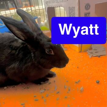 Rescue American Rabbits for Adoption in Huntsville, Alabama - Wyatt | PetCurious