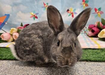 Bunny Rabbit Rabbits Available for Adoption in Westford, Massachusetts - Colin | PetCurious