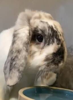 Rescue Mini Lop Rabbits for Adoption in Dallas, Pennsylvania - Elvis | PetCurious