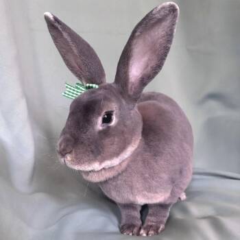 Hixson -  Rex Rabbit for Adoption in Columbia, Maryland - Hixson | PetCurious