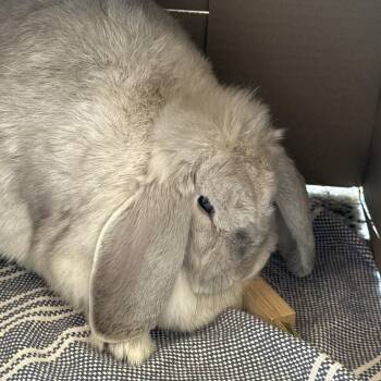 Mopsy -  American Rabbit for Adoption in West Olive, Michigan - Mopsy | PetCurious