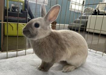 Bunny Rabbit Rabbits Available for Adoption - Bingo | PetCurious