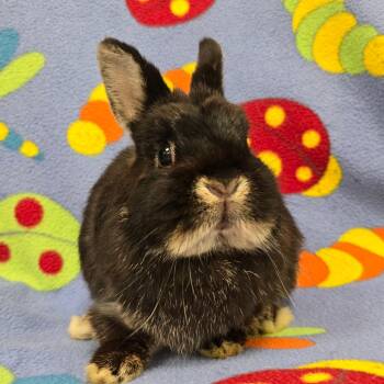 Bug -  Netherland Dwarf Rabbit for Adoption in Evansville, Indiana - Bug | PetCurious