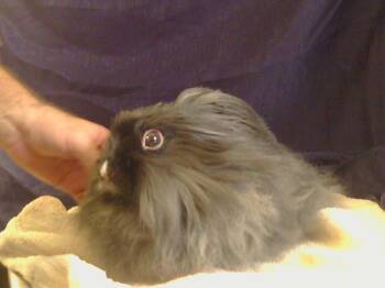 Rescue Bunny Rabbit Rabbits for Adoption in Sacramento, California - FLUFF | PetCurious