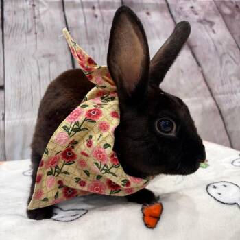 Monsoon -  Rex and Bunny Rabbit Rabbit for Adoption in Puslinch, Ontario - Monsoon | PetCurious