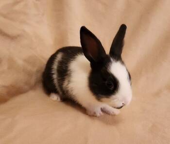 Rescue Dutch Rabbits for Adoption in Santa Cruz, California - Vesper | PetCurious