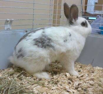 Rescue Bunny Rabbit Rabbits for Adoption in Trumbull, Connecticut - Cinnamon | PetCurious