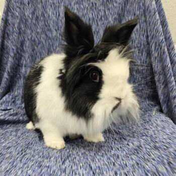 Rescue Lionhead Rabbits for Adoption in Evansville, Indiana - Clyde | PetCurious