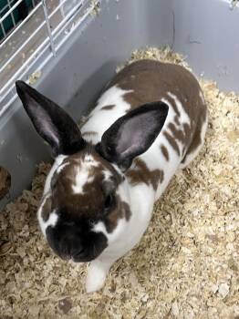 Rex Rabbits Available for Adoption - Thumper | PetCurious