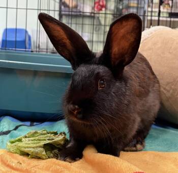 American Rabbits Available for Adoption in Oakland, California - Rosita | PetCurious