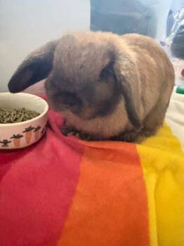 Stacia aka Dee Dee -  Holland Lop Rabbit for Adoption in Santa Cruz, California - Stacia Aka Dee Dee | PetCurious