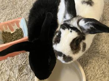 Midnight & Eloise -  Mini Rex Rabbit for Adoption in Lee