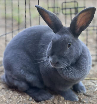 Rescue Bunny Rabbit Rabbits for Adoption in Kalamazoo, Michigan - Gloria | PetCurious