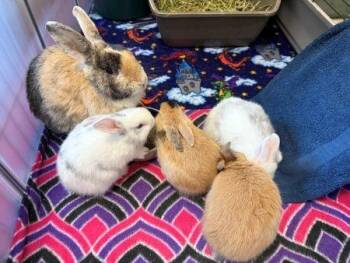 Corey -  Harlequin Rabbit for Adoption in Santa Cruz, California - Corey | PetCurious