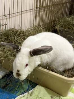 Rescue Bunny Rabbit Rabbits for Adoption in Santa Rosa, California - Devyn | PetCurious