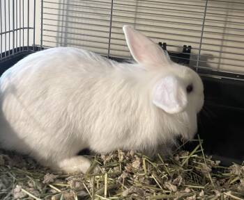 Aurora -  Lionhead Rabbit for Adoption in Greenville, North Carolina - Aurora | PetCurious