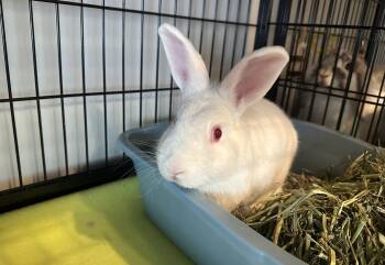 Florida White Rabbits Available for Adoption in Philadelphia, Pennsylvania - Lingonberry | PetCurious