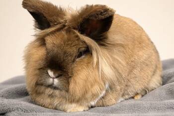 Lionhead Rabbits Available for Adoption - Herbie | PetCurious