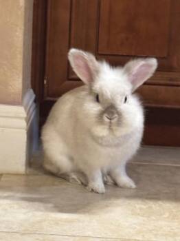 Lionhead Rabbits Available for Adoption in Melbourne, Florida - Luna Star | PetCurious