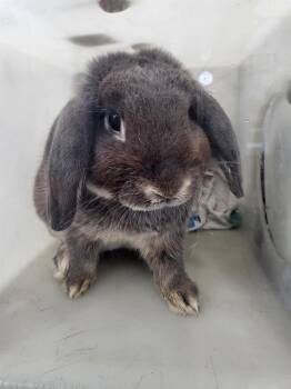 BUNZO -  Bunny Rabbit Rabbit for Adoption in Dallas, Texas - BUNZO | PetCurious