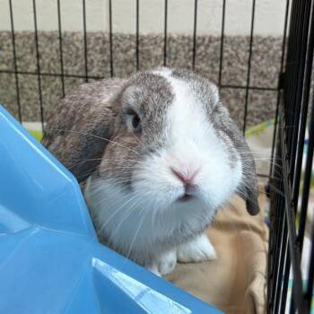 TORNADO -  Holland Lop Rabbit for Adoption in Barnstable, Massachusetts - TORNADO | PetCurious