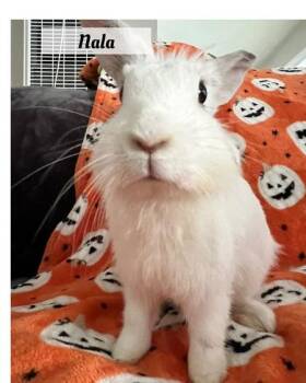 Rescue Lionhead Rabbits for Adoption in Folsom, California - Nala | PetCurious