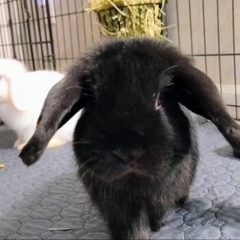 Wednesday -  Mini Lop Rabbit for Adoption in Madison, Wisconsin - Wednesday | PetCurious