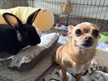 Puppie -  Rex Rabbit for Adoption in Westford, Massachusetts - Puppie | PetCurious