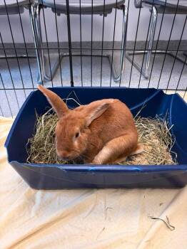Hudson -  New Zealand Rabbit for Adoption in Westford, Massachusetts - Hudson | PetCurious