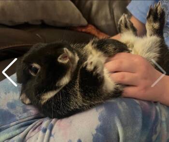 Netherland Dwarf Rabbits Available for Adoption - Cosmo | PetCurious