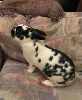 Bunny Rabbit Rabbits Available for Adoption in Fairfax, Virginia - Kiwi (& Vasen) | PetCurious