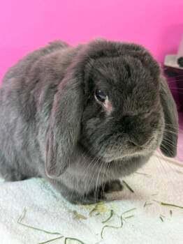 Little Bart -  Holland Lop Rabbit for Adoption in Saint Charles, Missouri - Little Bart | PetCurious