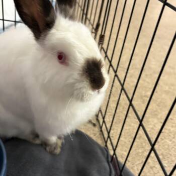 Himalayan and Angora Rabbit Rabbits Available for Adoption in Chicago, Illinois - Holly | PetCurious