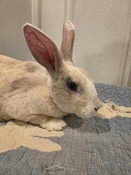 Javi -  Rex Rabbit for Adoption in Seymour, Connecticut - Javi | PetCurious