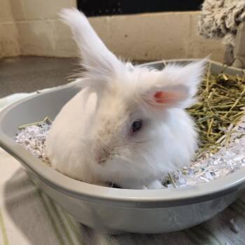 Lionhead Rabbits Available for Adoption in Walker, Michigan - Snowball | PetCurious