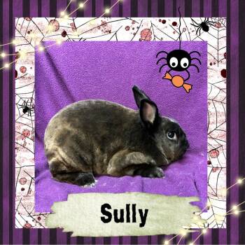 Rescue Mini Rex Rabbits for Adoption in Elizabethtown, Kentucky - Sully | PetCurious