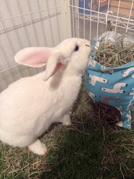 Rescue Bunny Rabbit Rabbits for Adoption in Santa Cruz, California - Casper | PetCurious