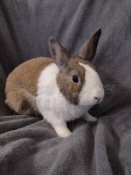 Phillip -  Dutch Rabbit for Adoption in Plymouth, Michigan - Phillip | PetCurious