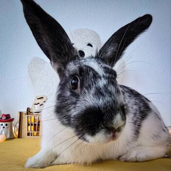 Rescue Bunny Rabbit Rabbits for Adoption in Long Beach, California - Beatrice | PetCurious