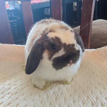 Surraya -  Holland Lop Rabbit for Adoption in Los Angeles, California - Surraya | PetCurious