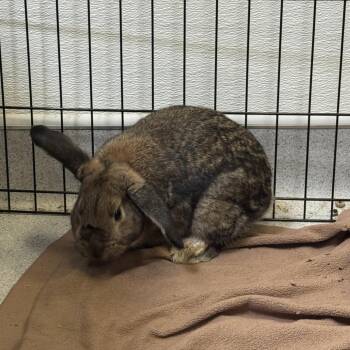 Cheese -  Rex Rabbit for Adoption in Murray, Utah - Cheese | PetCurious