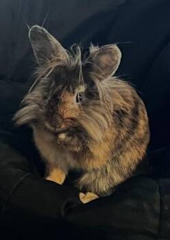 Lionhead and Bunny Rabbit Rabbits Available for Adoption in Fairfax, Virginia - Bunny | PetCurious